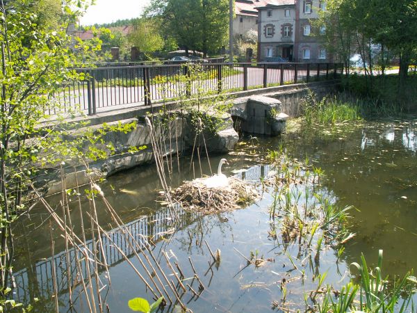 Gniazdo łabędzia w Mrowinach.