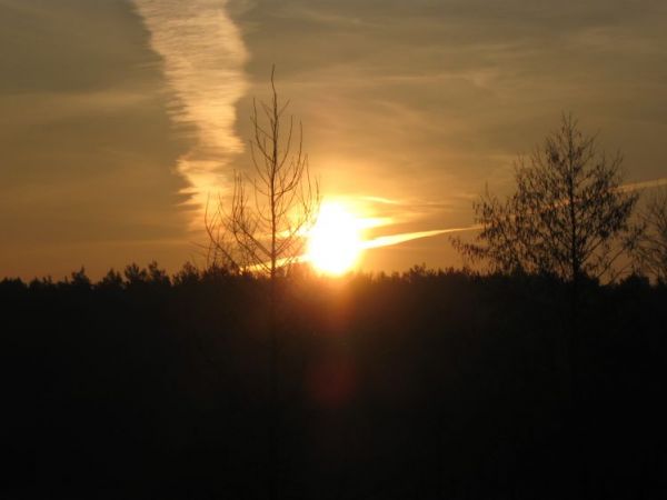 Wschód słońca nad lasem
