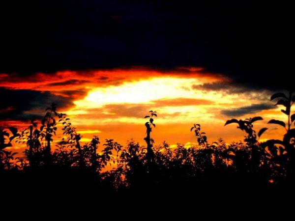 Chobrzańskie sady o zachodzie słońca