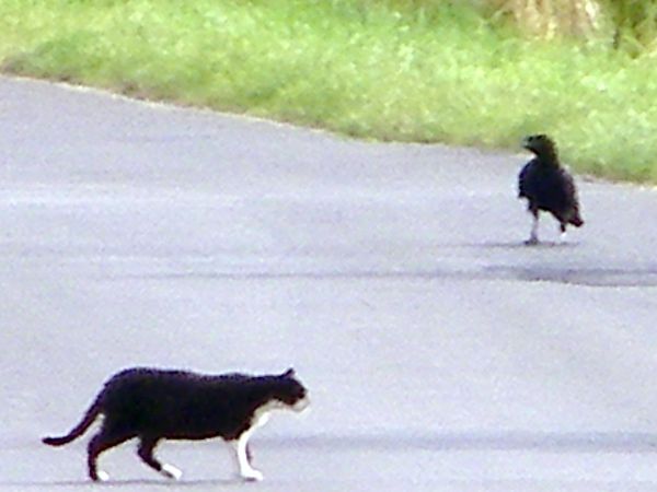 kot a ten ptak to pewnie kruk zdjęcie zrobione z dość odległego miejsca