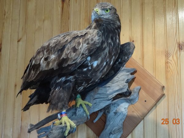 W budynku nadleśnictwa znajduje się interesująca wystawa dotycząca historii lasów, połączona z atrakcyjną ekspozycją owadów, nasion oraz próbek drewna. Na wysta