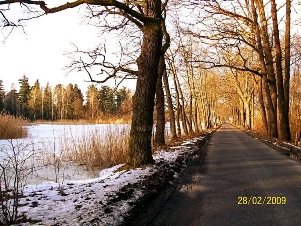 Malownicza droga asfaltowa wiodąca przez las z Lipna w kierunku Niemodlina