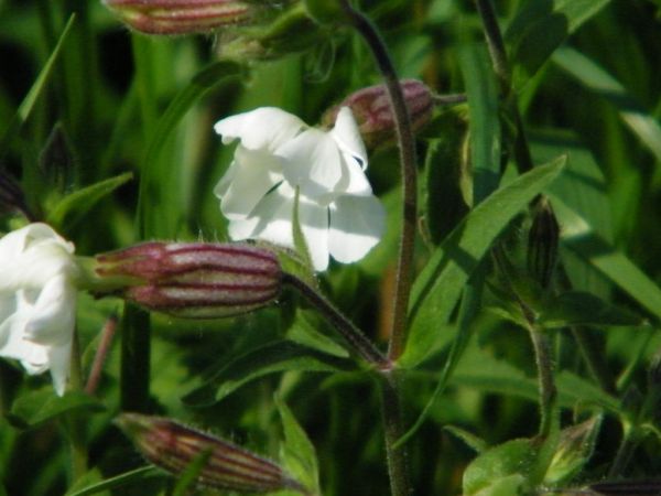 ponoć dawno temu biała dama dokonała zabójstwa i nie znalazłem krzyża pokutnego