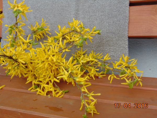 zdjecie Bielawa Górna