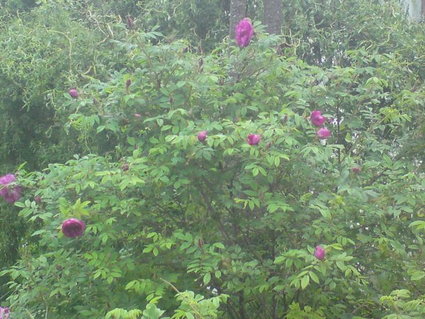 W powietrzu czuć zapach pieknych kwiatów