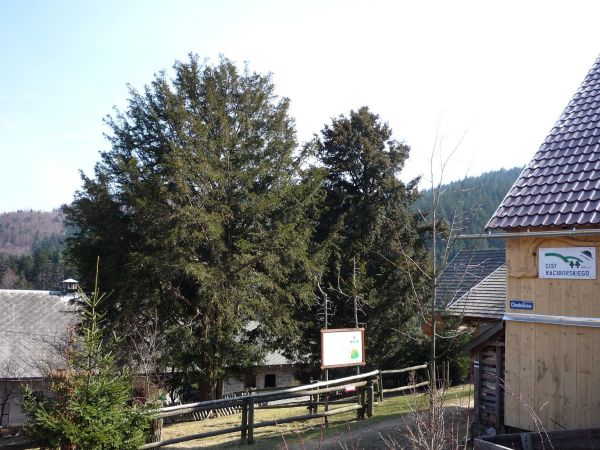 Harbutowice. Cisy Raciborskiego. Pomniki Przyrody.