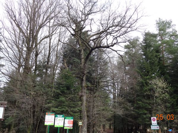 plansze przed wejściem na Ścieżkę przyrodniczo - dydaktyczną "Brzozów - Zdrój".