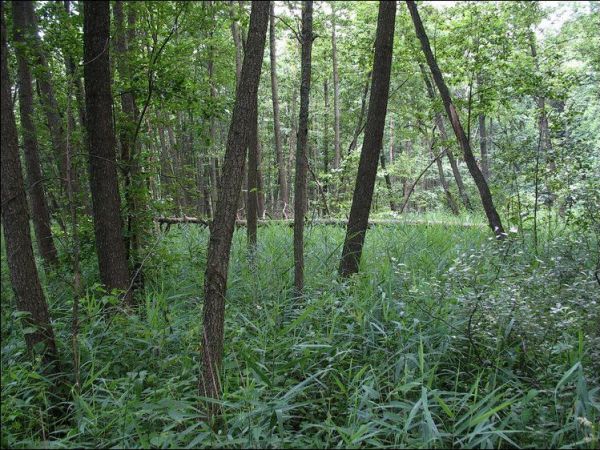 Podmokłe tereny przy ujściu potoku Jeleń do Tanwi.