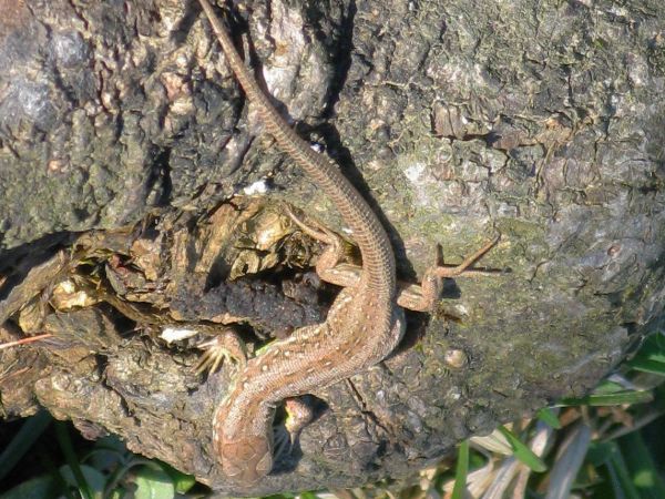 jaszczurka zwinka na pniu rozłożystego, pomnikowego drzewa z galerii  /co to pomnik Chopina z Warszawskich Łazienek - przypomina /  pozować nam zechciała, inna