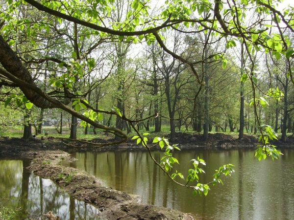 Staw w Turnej-należał dawniej do Popiela-odzyskuje powoli swój dawny blask