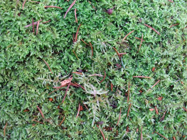 zdjecie Białowieża