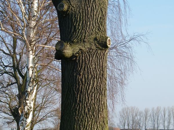 drzewo jak drzewo Dąb chyba szypułkowy  Dawniej wyglądało drzewo to lepiej przy zmianie klimatu było by gdzie się schować ale rolnikom przeszkadza jak nie suchy