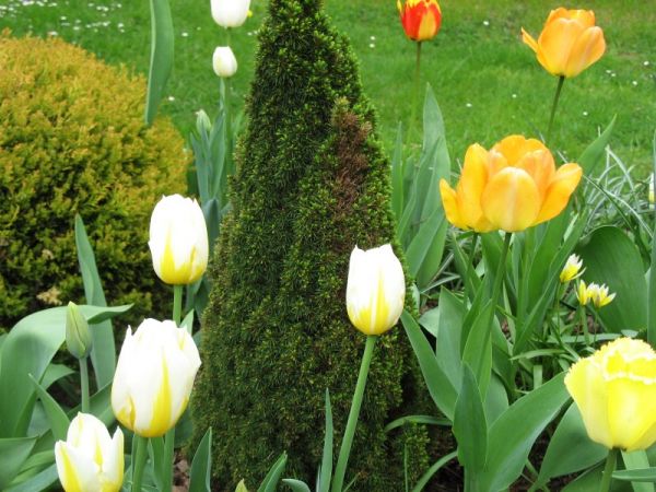 zdjecie Pietrzykowice