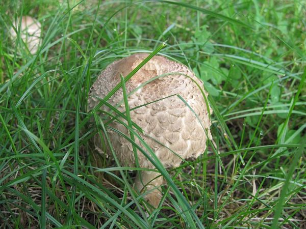 zdjecie Pietrzykowice