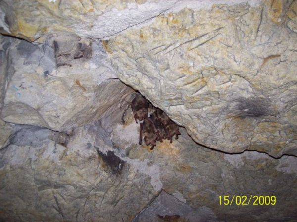 Park - Nietoperze w grocie