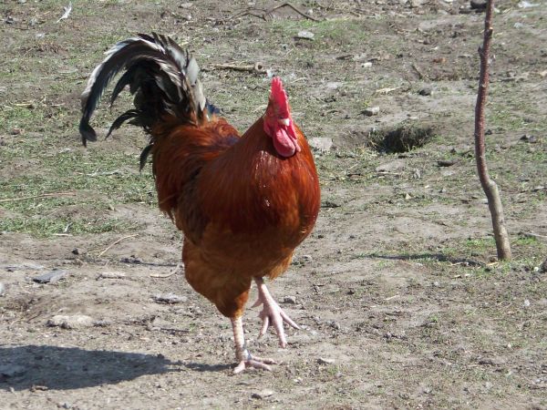Nowy kogut w zagrodzie