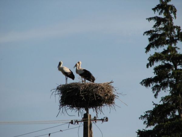 zdjecie Orłów Murowany