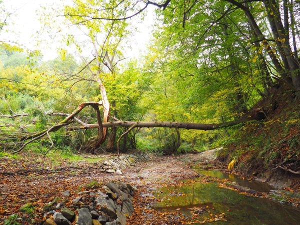 są tzw. buki "kroczące" - płytko osadzona i mało obfita tarcza korzeniowa i na stromej skarpie - no i powaliło, zawiało - kołysało - i wyrwało - i jeszcze trafi