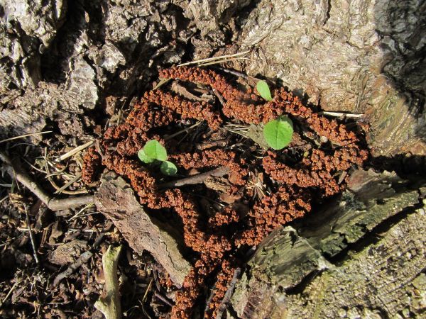 Zdjęcia makro nad brzegiem kanału rzeki Wdy przy plaży gminnej
