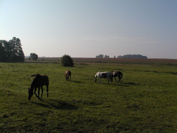 Tam, gdzie lśni horyzont, drga niebieską linią wprost w otwarte wrota chmur, siwych chmur. Tam, gdzie w kuźni słońca dzień powstaje nowy, gdzie wytycza drogi ry