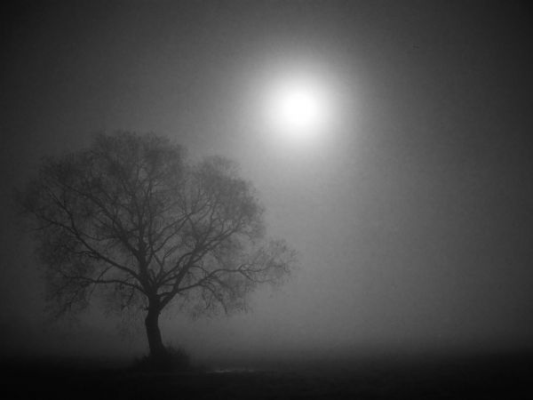 Jedno z drzew na łąkach po południowej stronie Barchaczowa. Zdjęcie zrobione 2 lata temu.