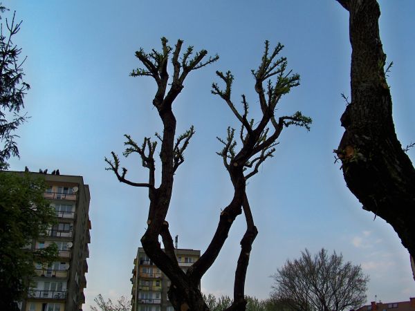 Oś. Musiała. Czy można tak kaleczyć drzewa?