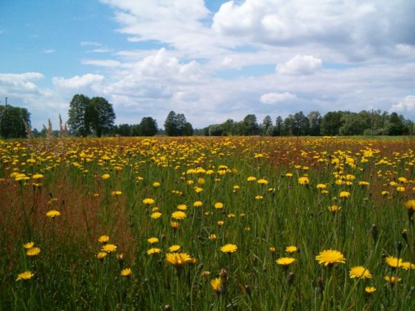 zdjecie Płatkownica