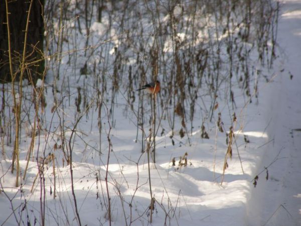 zdjecie Zalesie Górne