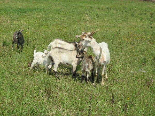 Kozy też mamy