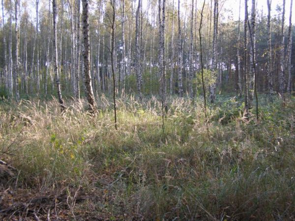 zdjecie Zalesie Górne