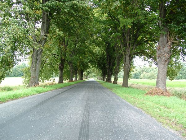 Aleja lipowa od strony Długiego latem