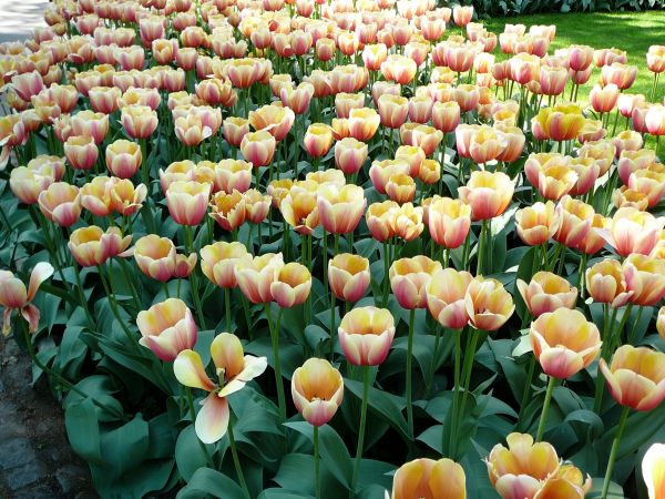 TULIPANY W ŁAZIENKACH KRÓLEWSKICH