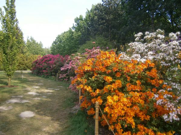 Powsin. Ogród botaniczny w Powsinie.