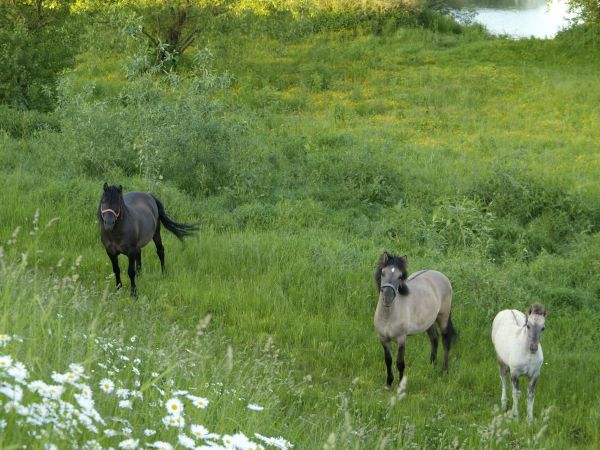 zdjecie Kolonia Nadwiślańska