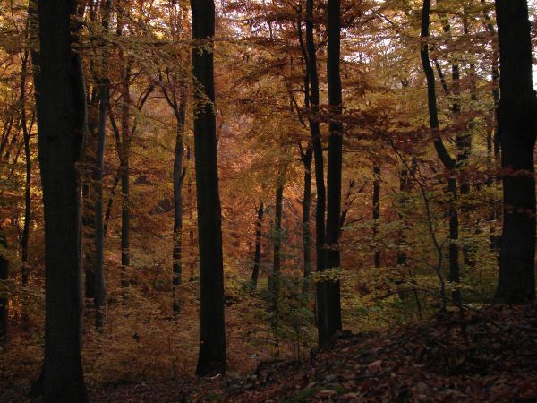 Trojmiejski Park Krajobrazowy