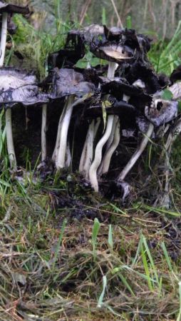 grzyby są ponoć w lesie a te rosły przed murem kościelny ponoć chowano dawnymi czasami wisielców poza murem