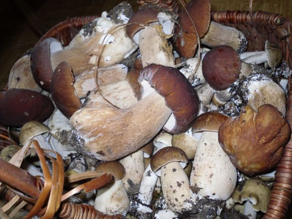 Grzyby z lasu