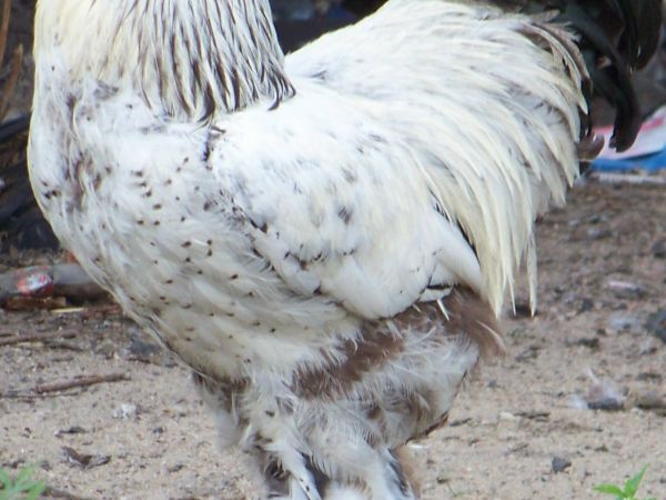 Król podwórka w całej okazałości.