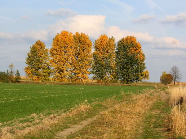 zdjecie Tyniewicze Duże