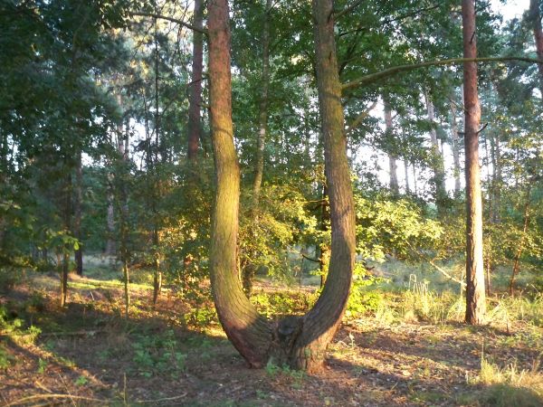 zdjecie Trzęsów