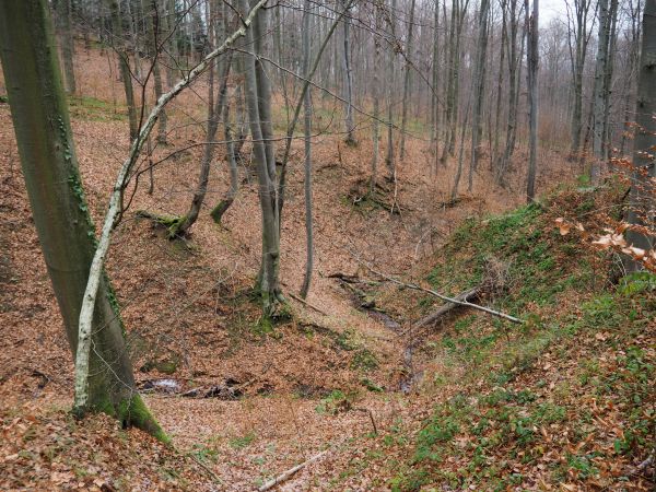 rzeźba zbocza pasma Gór Słonnych - n/z strumyk o nasyceniu solankowym, wiele takich w tych leśnych ostępach, rewirach - od nich nazwa górskiego pasma, obok też