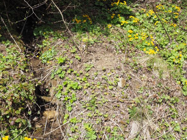 ze zbocza Góry Piekliska strumyk spływa a na brzegach łany knieci błotnej - kaczeńcem nazywanej.