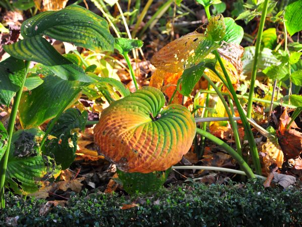 zdjecie Kudowa-Zdrój