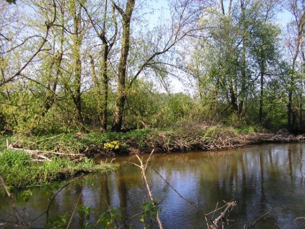 Świder w wiosenny poranek