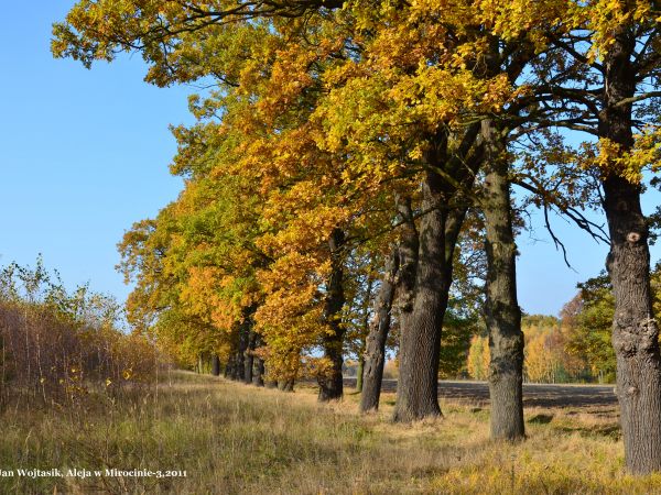 Polna droga k. Mirocina Dolnego w październikowym słońcu [2]