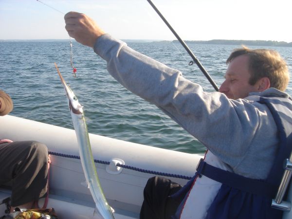 Podczas corocznej majowej "beloniady". Ta rybka to belona (bocian bałtycki). Ma fajne fluo-zielone ości.