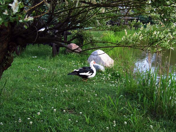 Zdjęcia Choszczówka Stojecka