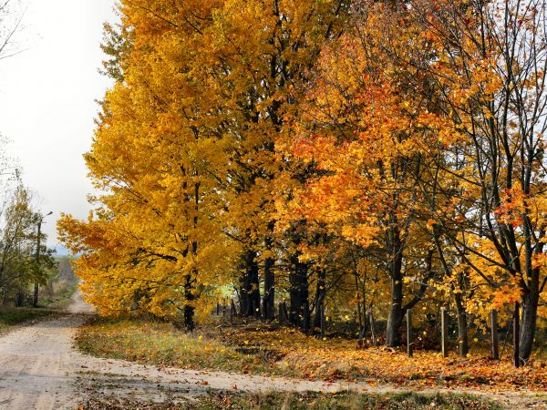 zdjecie Tyniewicze Duże