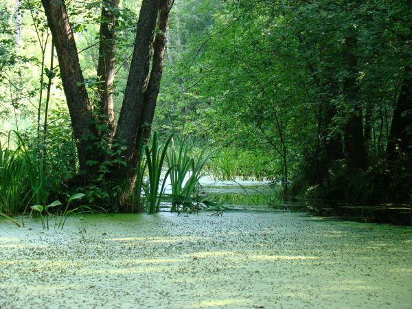 Jeziorko na strumyku po deszczu