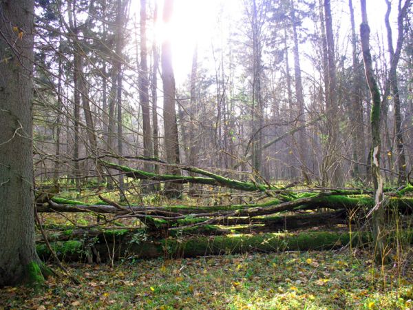 zdjecie Białowieża